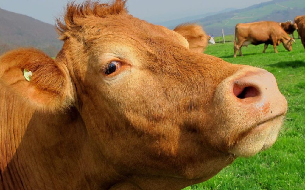 Close-up photo of an unhappy cow